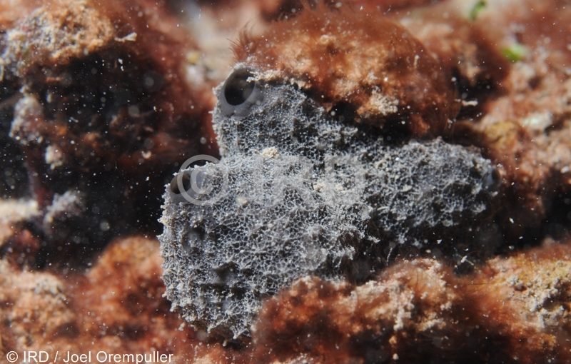 Lamellodysidea (2538) - Societe - Tahiti