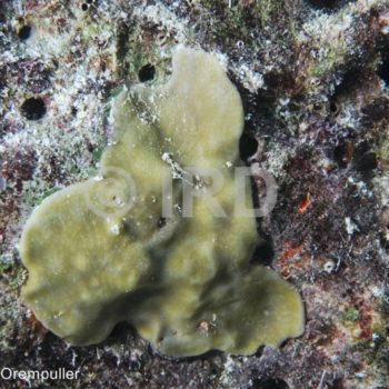 Lamellodysidea herbacea - Societe - Bora Bora