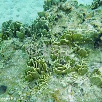Lamellodysidea herbacea - Societe - Moorea