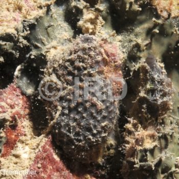 Lamellodysidea sp (2538) - Societe - Raiatea