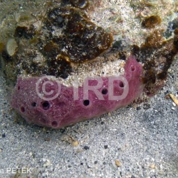 Lamellodysidea sp (4895) - Societe - Tahiti