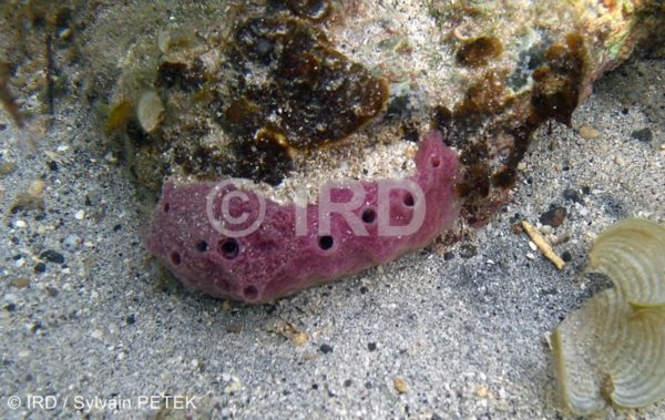 Lamellodysidea sp (4895) - Societe - Tahiti