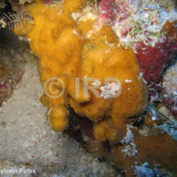 Lamellodysidea sp (4896) - Tuamotu - Tikehau