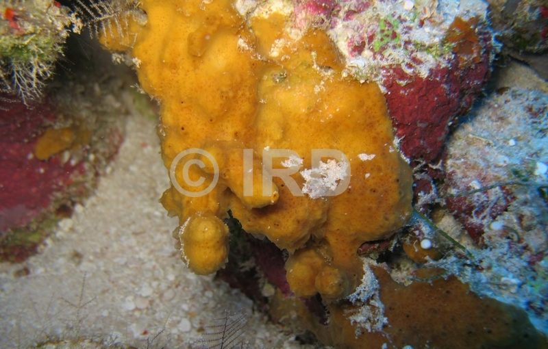 Lamellodysidea sp (4896) - Tuamotu - Tikehau