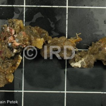 Leiosella sp (4897) - Societe - Tahiti