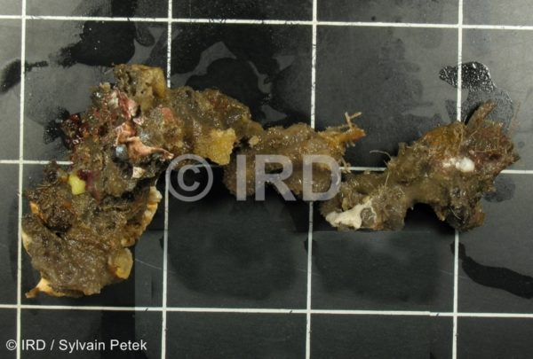 Leiosella sp (4897) - Societe - Tahiti