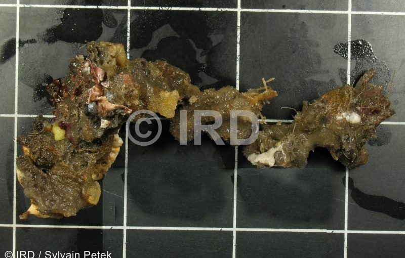 Leiosella sp (4897) - Societe - Tahiti