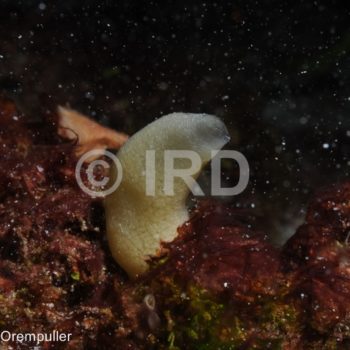 Leucaltis sp - Marquises - Tahuata