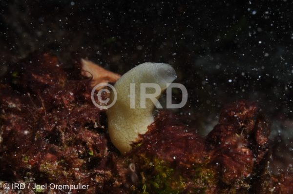 Leucaltis sp - Marquises - Tahuata