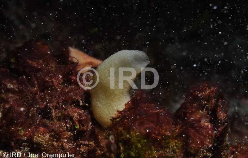 Leucaltis sp - Marquises - Tahuata