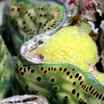 Leucandra sp - (4854) - Australes - Tubuai