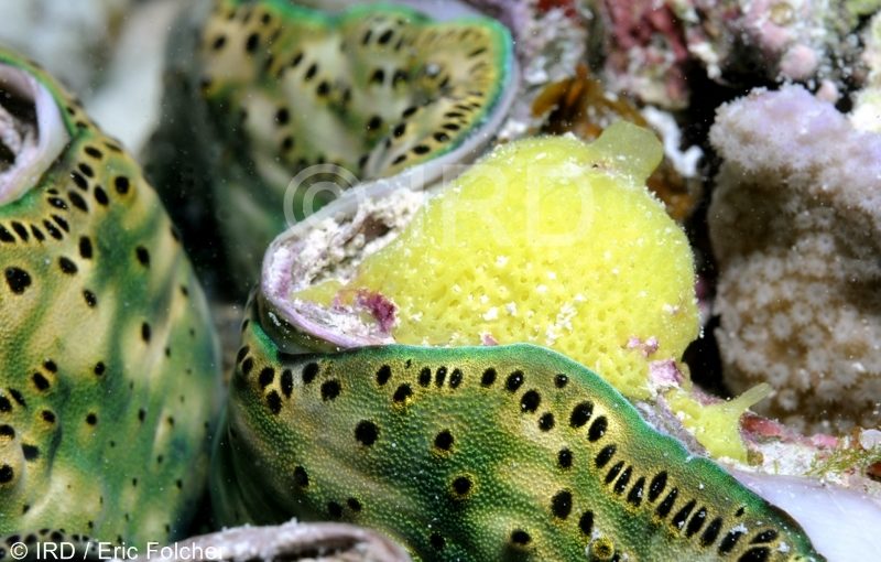 Leucandra sp - (4854) - Australes - Tubuai