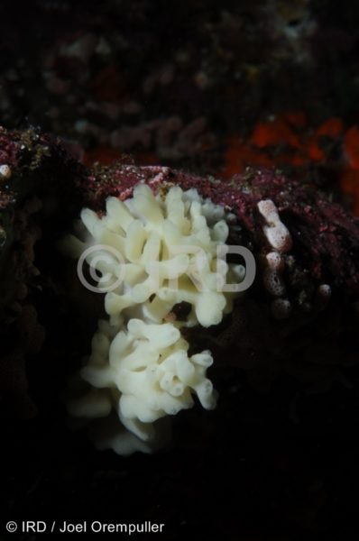 Leucascus sp - Marquises - Nuku Hiva