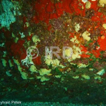 Leucascus sp - Marquises - Ua Huka