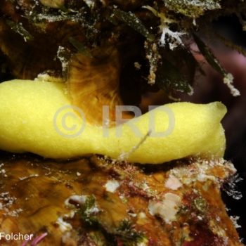 Leucetta chagosensis - Tuamotu - Rangiroa