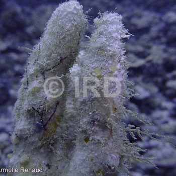 Luffariella sp (1227) - Tuamotu - Fakarava