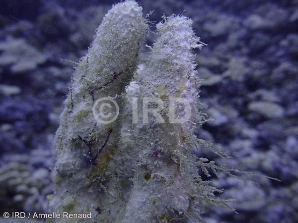 Luffariella sp - (1227) - Tuamotu - Fakarava