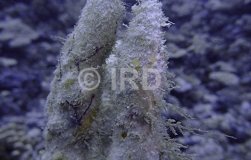 Luffariella sp - (1227) - Tuamotu - Fakarava