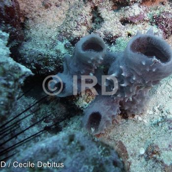 Luffariella sp (4894) - Australes - Rurutu