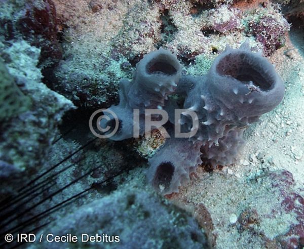 Luffariella sp (4894) - Australes - Rurutu