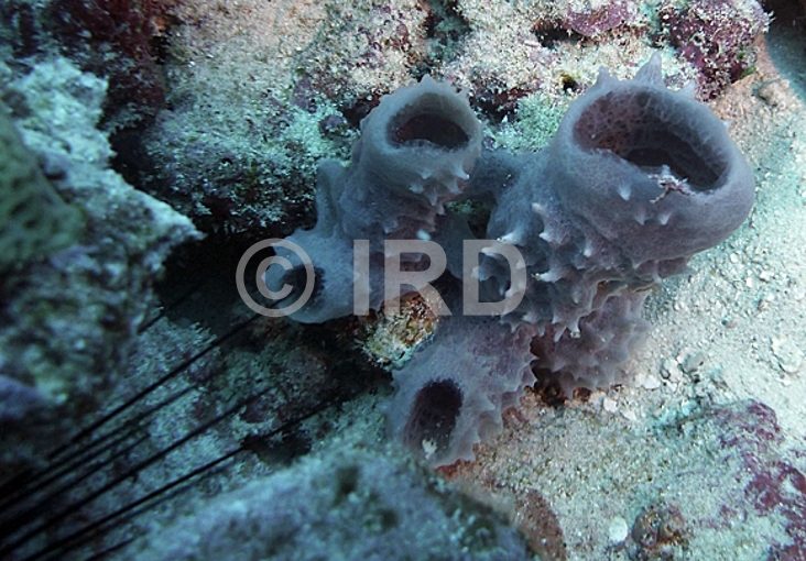 Luffariella sp (4894) - Australes - Rurutu