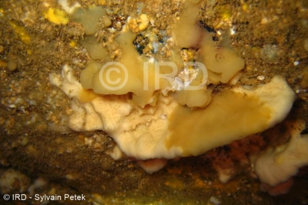 Microscleroderma sp 1- Marquises - Nuku Hiva