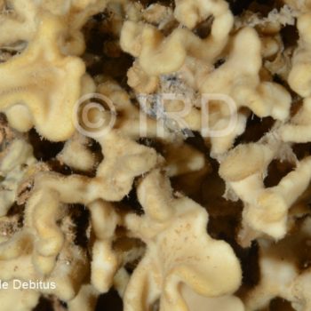 Microscleroderma sp 2 - Societe - Tahiti