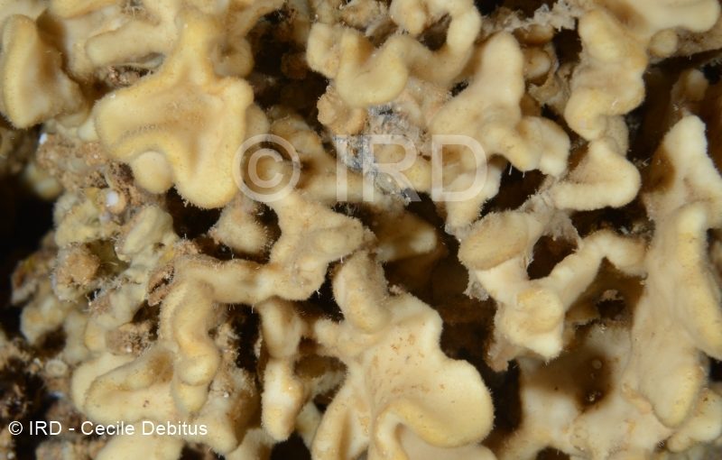 Microscleroderma sp 2 - Societe - Tahiti