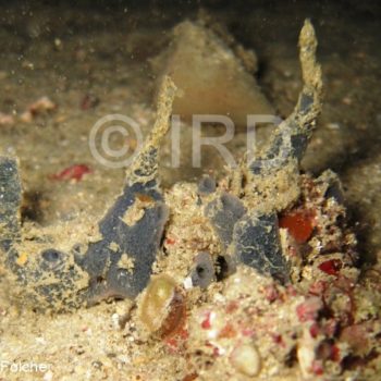 Microtylostylifer sp - (0785) - Marquises - Nuku Hiva