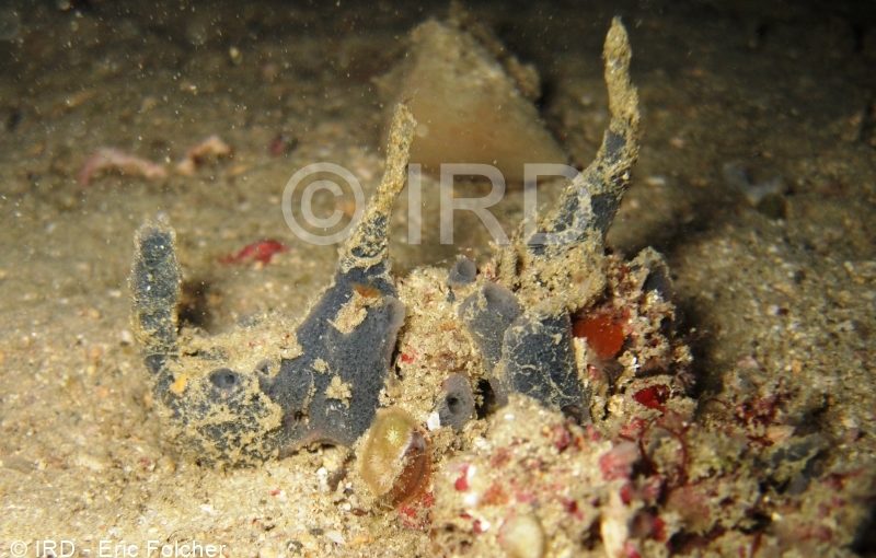 Microtylostylifer sp - (0785) - Marquises - Nuku Hiva