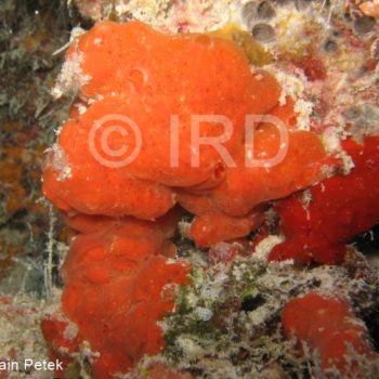 Microxina sp - (4860) - Tuamotu - Fakarava