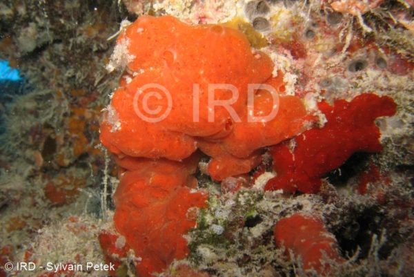 Microxina sp - (4860) - Tuamotu - Fakarava