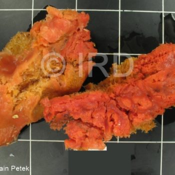 Mycale (mycale) grandis - (3008) - Marquises - Hiva Oa