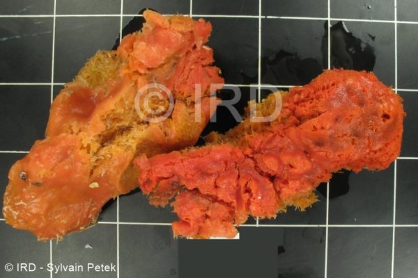 Mycale (mycale) grandis - (3008) - Marquises - Hiva Oa