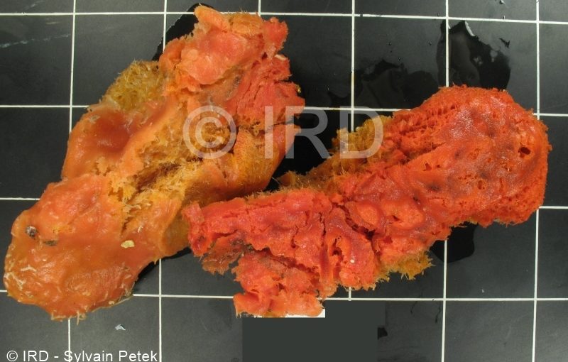 Mycale (mycale) grandis - (3008) - Marquises - Hiva Oa