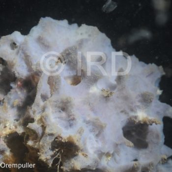 Mycale (zygomycale) - (2635) - Marquises - Nuku Hiva