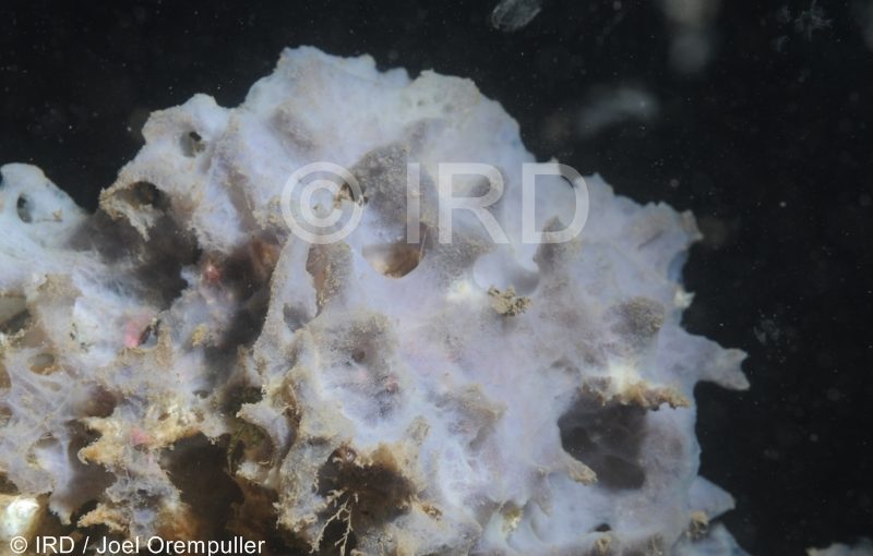 Mycale (zygomycale) - (2635) - Marquises - Nuku Hiva