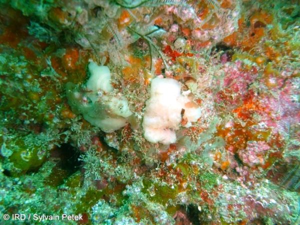 Negombo sp (4210) - Marquises - Ua Huka