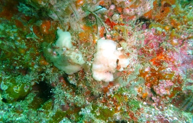 Negombo sp (4210) - Marquises - Ua Huka