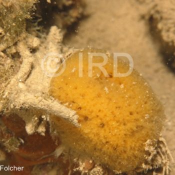 Neofibularia hartmani - (0928) - Australes - Rapa