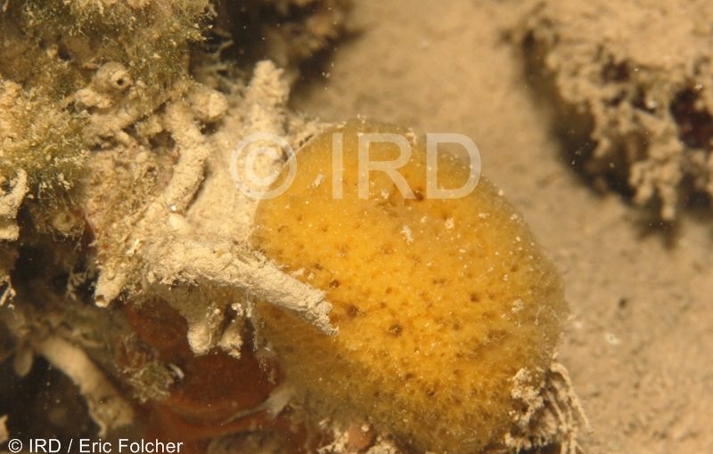 Neofibularia hartmani - (0928) - Australes - Rapa