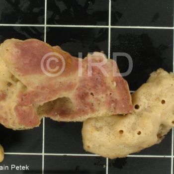 Neopetrosia exigua - (0002) - Marquises - Fatu Hiva