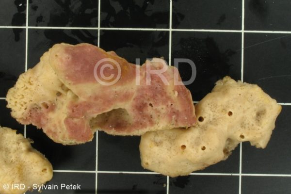 Neopetrosia exigua - (0002) - Marquises - Fatu Hiva