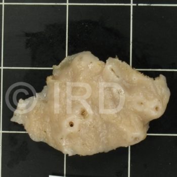 Topsentia sp (4695) - Marquises - Fatu Hiva