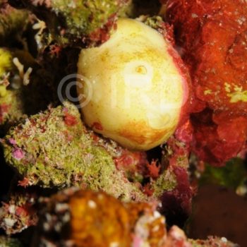 Bubaris sp - (4855) - Tuamotu - Marokau