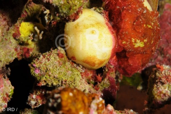 Bubaris sp - (4855) - Tuamotu - Marokau