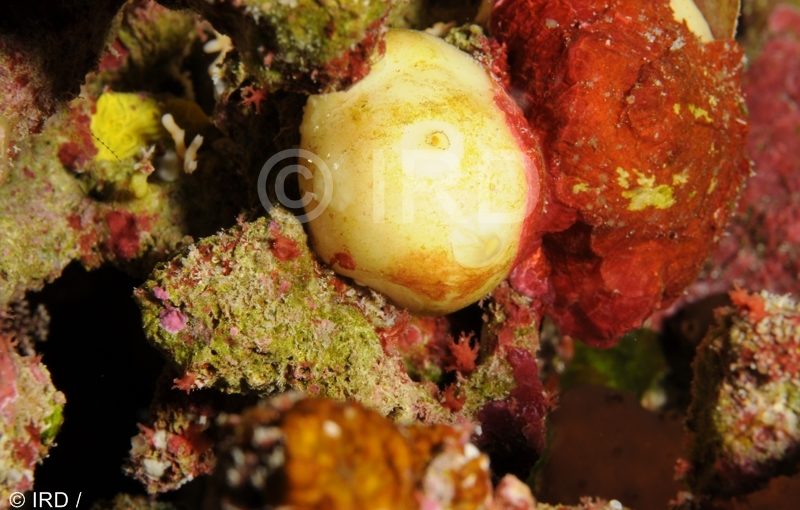 Bubaris sp - (4855) - Tuamotu - Marokau