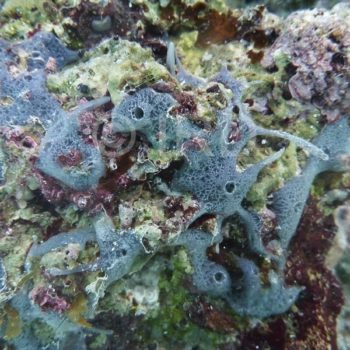 Dactylia sp - (4863) - Australes - Raivavae