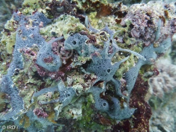 Dactylia sp - (4863) - Australes - Raivavae