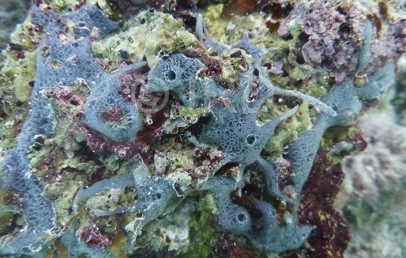 Dactylia sp - (4863) - Australes - Raivavae